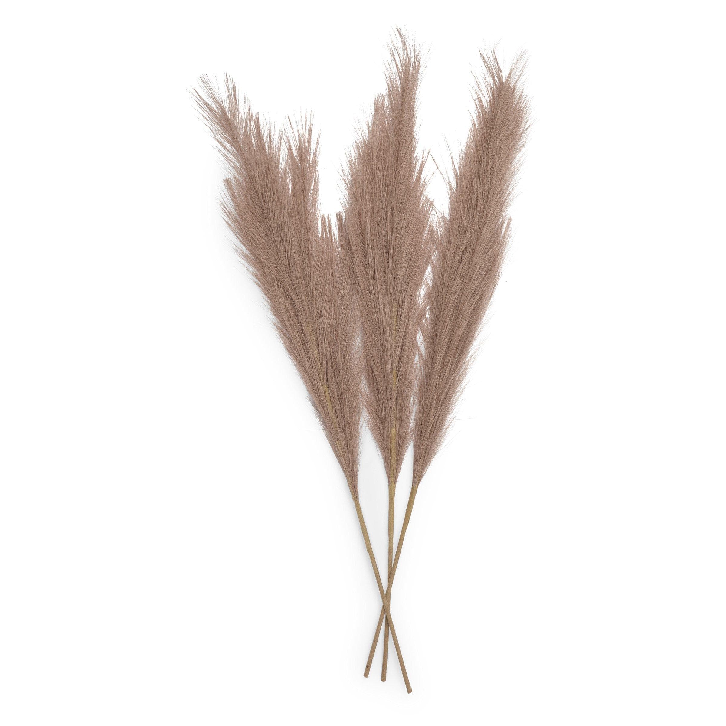 Beige Pampas Set 80cm